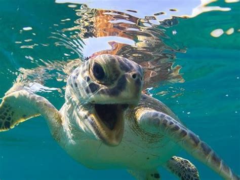 boca da tartaruga marinha
